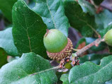 Quercus engelmannii x berberidifolia JBB.US24.118 - Chêne hybride naturel