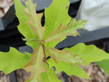 Quercus palustris - Le chêne des marais (Pin Oak)