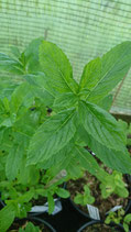 Mentha spicata subsp. spicata 'Carol' - Menthe verte Carol AB