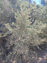 Quercus chrysolepis JBB.US24.015 - Chêne à cupules dorées (Canyon Live Oak)