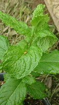 Mentha spicata var. crispa 'Canarensis' - Menthe verte à feuilles crispées des Canaries AB (n°137)