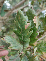 Quercus fusiformis - Chêne du Texas (Texas live oak)