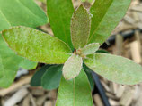 Notholithocarpus densiflorus var. echinoides - Notholithocarpus densiflorus var. echinoides (dwarf tanoak) - from Californie