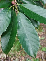 Quercus glauca - Le chêne bleu du Japon (ara-kasi)