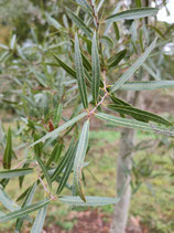 Quercus viminea - Chêne à feuilles de saules (encino sauce)