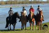 Demi journée “Rencontre avec les chevaux” Pour cavaliers débutants adultes et adolescents