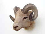 réplica de cabeza de carnero | réplicas de caza