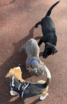 4x Welpen