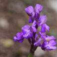 Orchis morio var. palustre / Kleines Feuchtwiesenknabenkraut BF