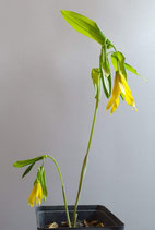 Uvularia sessiliflora / Kanadische Trauerglocke