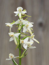 Platanthera bifolia / Zweiblättrige Waldhyazinthe Jpf