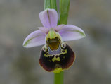 Ophrys holoserica  / Hummelragwurz  Jpf