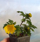 Adonis amurensis, Amur Adonisröschen
