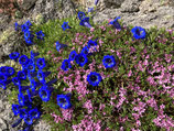 Gentiana clusii