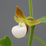 Cypripedium californicum BF - nur wenig verfügbar NEU