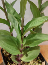 Epipactis atrorubens / Braunrote Stendelwurz JPF