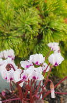 Cyclamen coum ''Album'' / Frühlings-Alpenveilchen weiß
