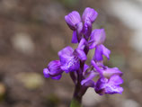Orchis morio / Kleines Knabenkraut Großblumige Farbauslese BF