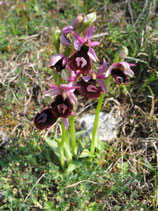 Ophrys benacensis  / Falsche Bertoloniragwurz  BF