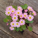 Primula-Hybride Johanna (Hybridprimel mit Primula rosea)