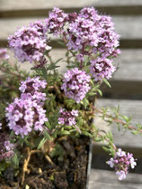 Thymus spec. / Thymian