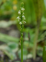 Leucorchis albida / Weiße Höswurz  BF