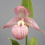 Cypripedium yunnanense BF - großblumige Rarität Neu