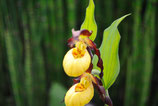 Cypripedium parviflorum / Kleiner Frauenschuh BF