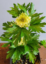Anemone sylvestris ‘Polish Star’ – Gefüllte Wald-Anemone mit nostalgischem Charme