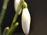 Galanthus nivalis "Burghasunger Klosterberg