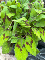 Persicaria virginiana `Painter`s Palette`