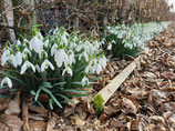 Galanthus nivalis, Burghasunger Klosterbergschneeglöckchen