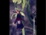 Ophrys insectifera  / Fliegenragwurz  Jpf