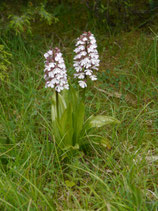 Orchis purpurea / Purpurknabenkraut JPF