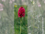 Anacamptis pyramidalis JPF - Pyramiden-Hundswurz