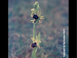 Ophrys sphegodes / Spinnenragwurz BF