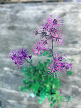 Thalictrum aquilegifolium `My Little Favorite`(Kleine Wiesenraute)