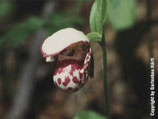 Cypripedium guttatum / Gesprenkelter Frauenschuh JPF