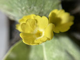 Primula auricula var. Bauhinii / Bemehlte Alpen-Aurikel