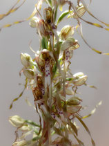 Himantoglossum hircinum / Bocksriemenzunge  BF