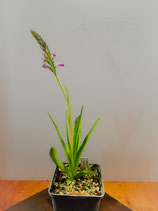 Dactylorhiza iberica / Krim-Knabenkraut BF