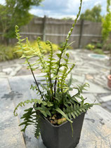 Asplenium x ebenoides (Hybridstreifenfarn)