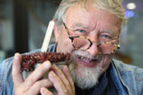 Sempervivum  Dr. Walter Lübcke