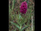 Dactylorhiza majalis / Breitblättirges Knabenkraut BF