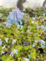 Corydalis flexuosa `Blue Panda`