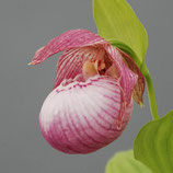 Cypripedium-Hybride '' Sabine'' BF