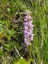 Gymnadenia conopsea / Mückenhändelwurz  BF