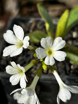 Primula pedemontana "Alba"