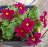 Primula x moerheimii