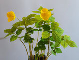 Hylomecon japonicum (Japanischer Scheinmohn)